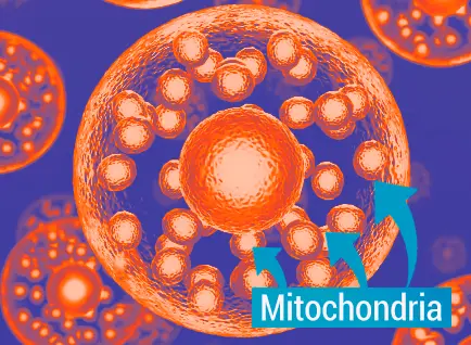 mito
